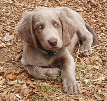 Des Gris De Plaisance - Chiots disponibles - Braque de Weimar